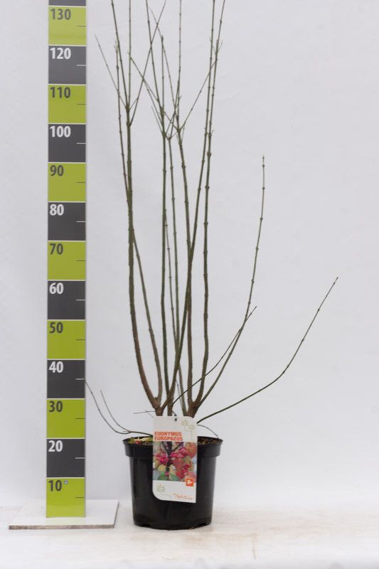 Euonymus europaeus C 7,5, D 27