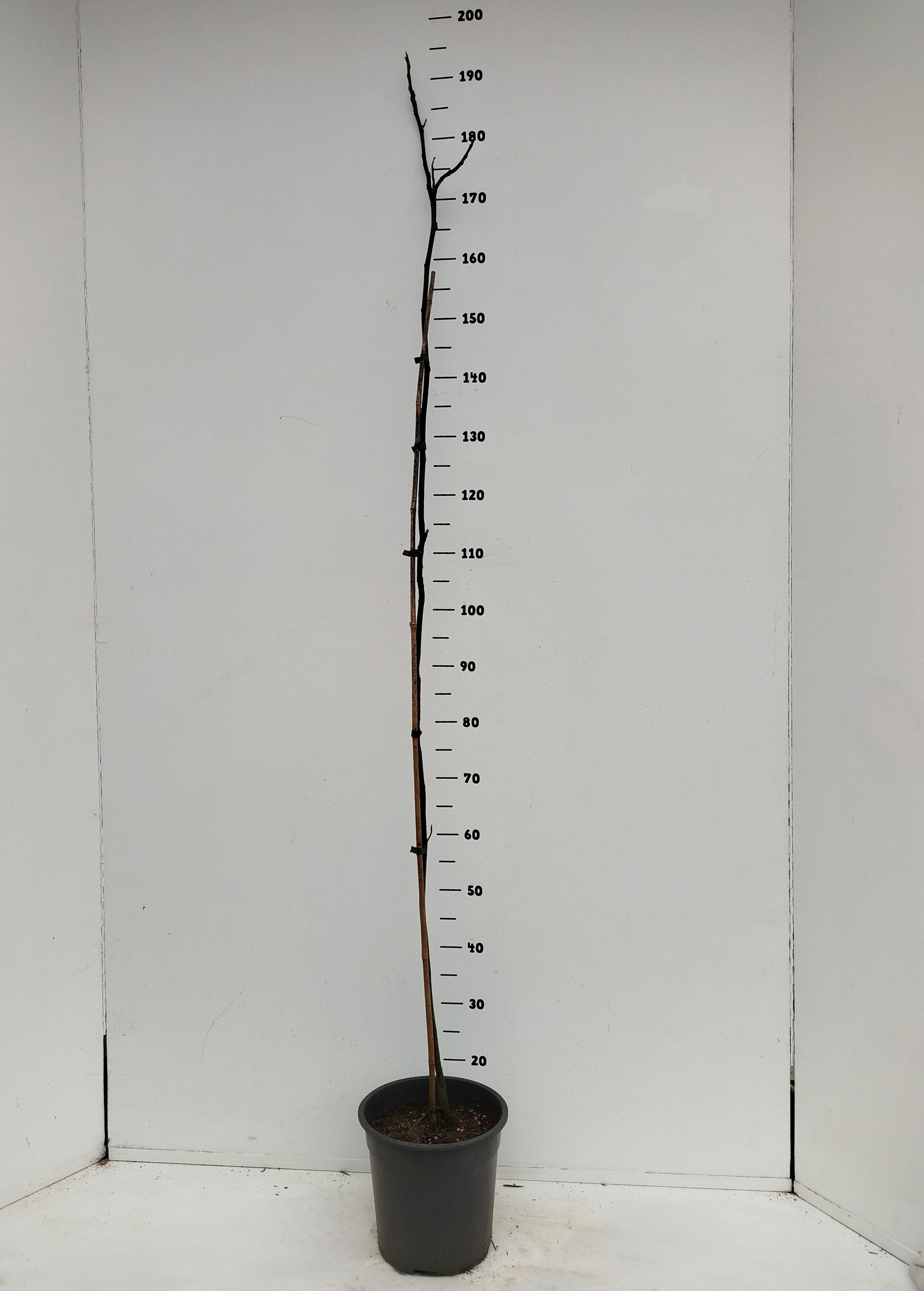 Carya illinoinensis, D 24