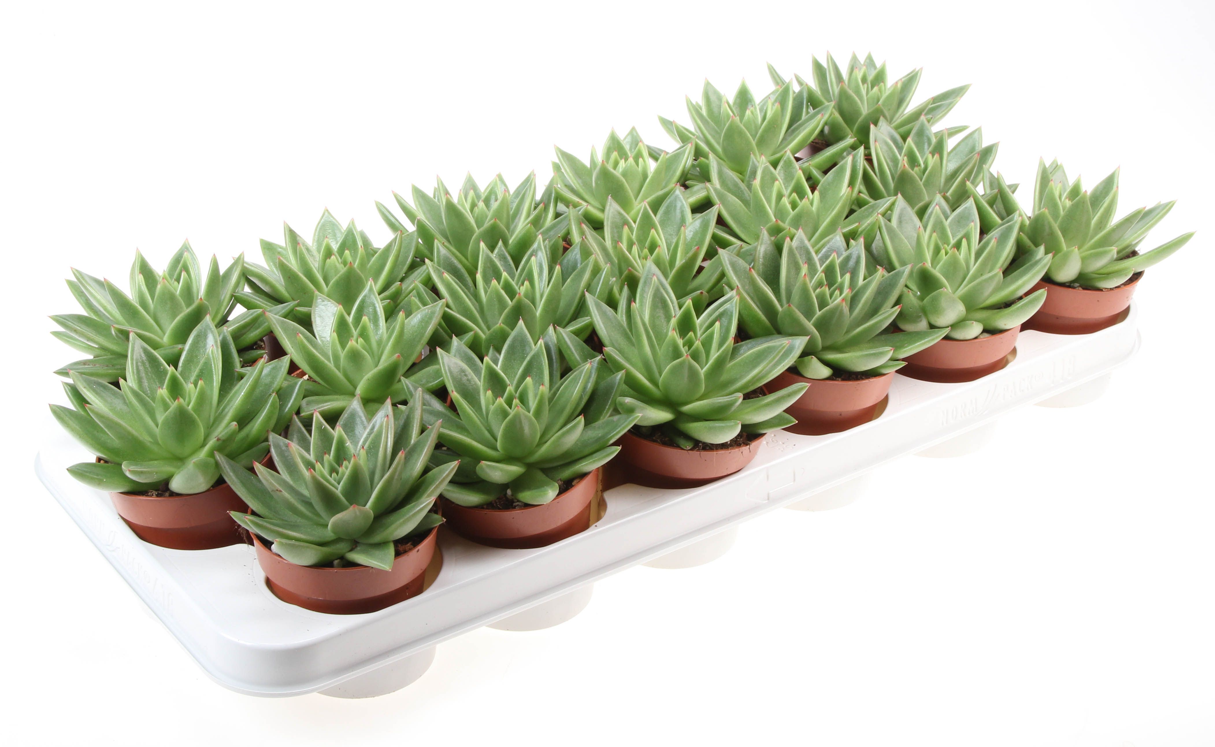 Echeveria Miranda, D 8,5