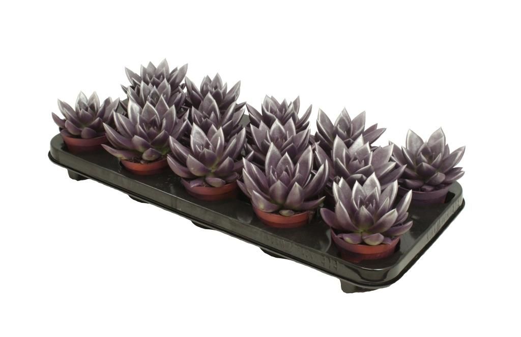 Miranda bicoloured dark purple/silver, D 8,5