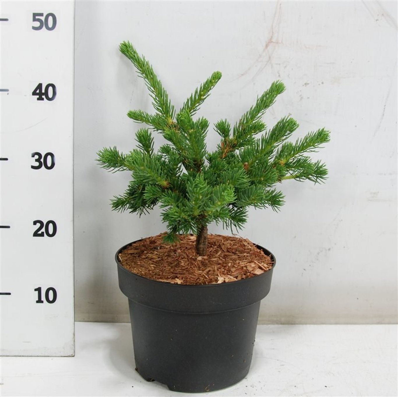 Picea pungens 'Lucky Strike', D 23