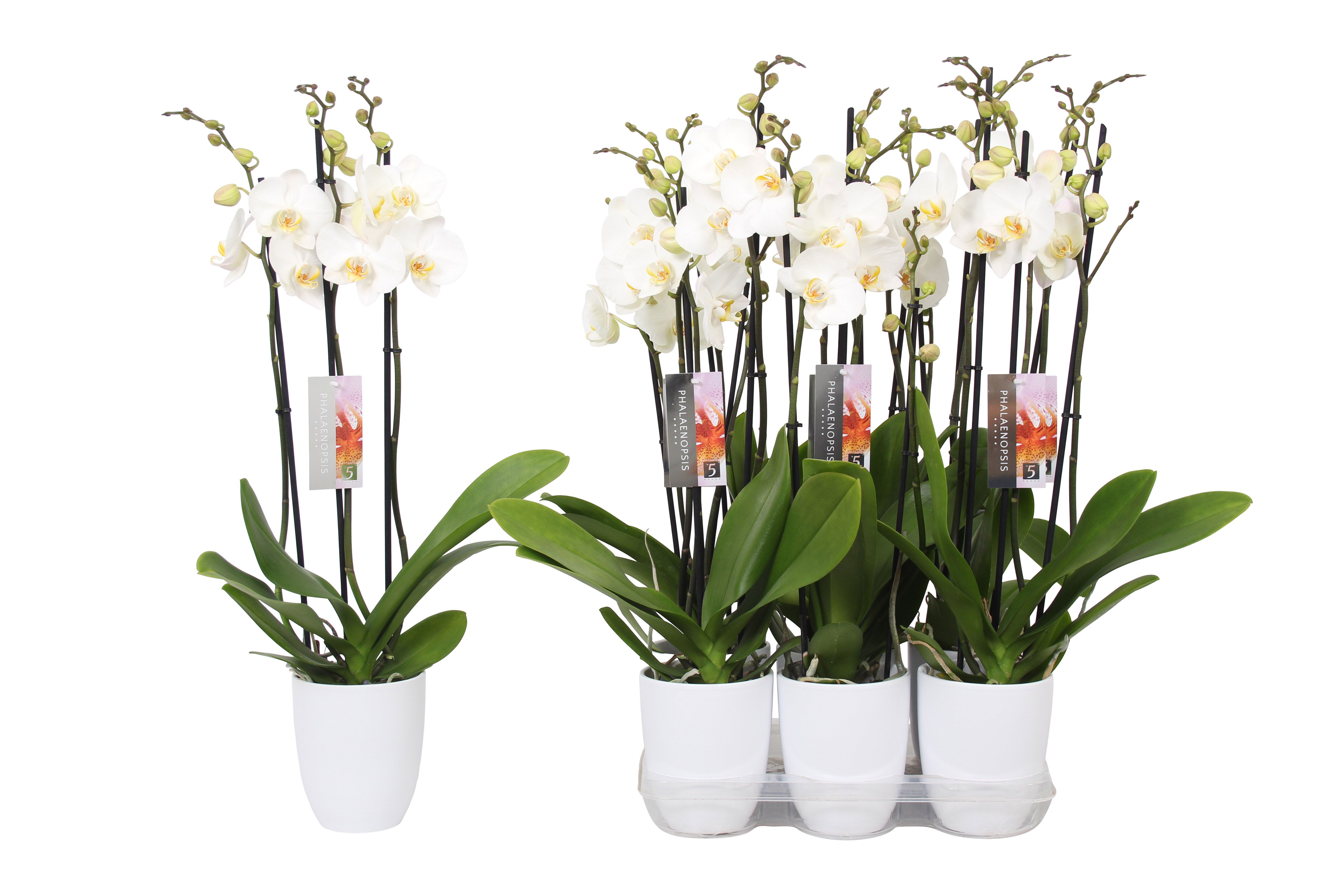 Phalaenopsis White, 3-spike White Ceramics, D 12