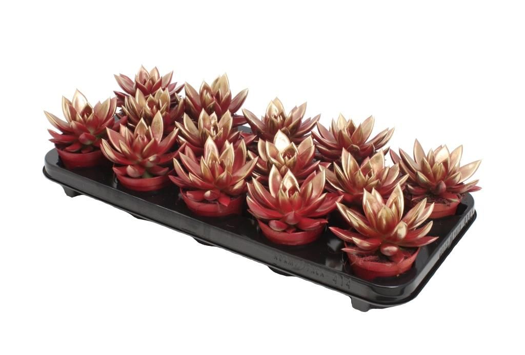 Miranda bicoloured red/gold, D 8,5