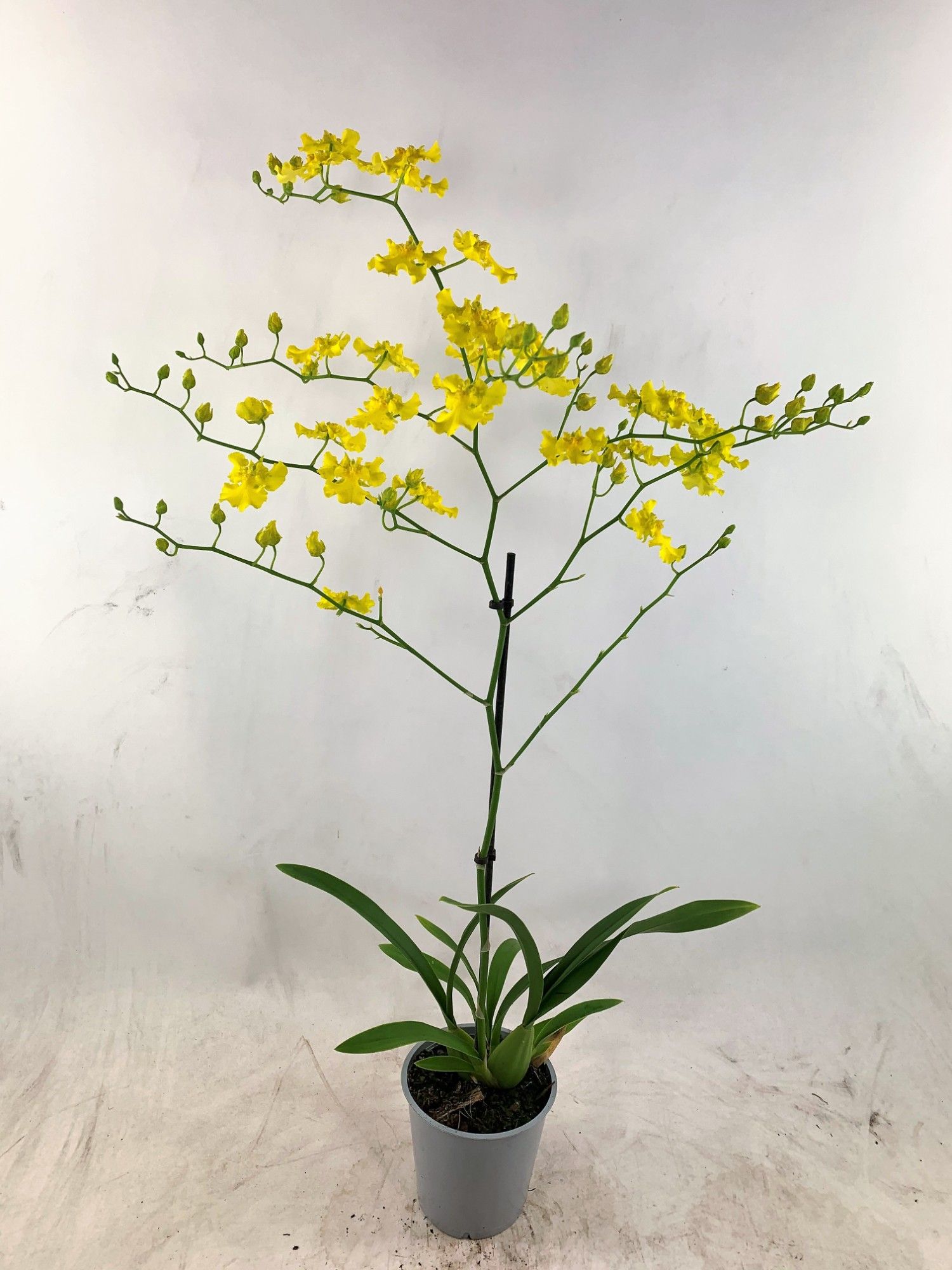 Oncidium Yellow Hart, D 12