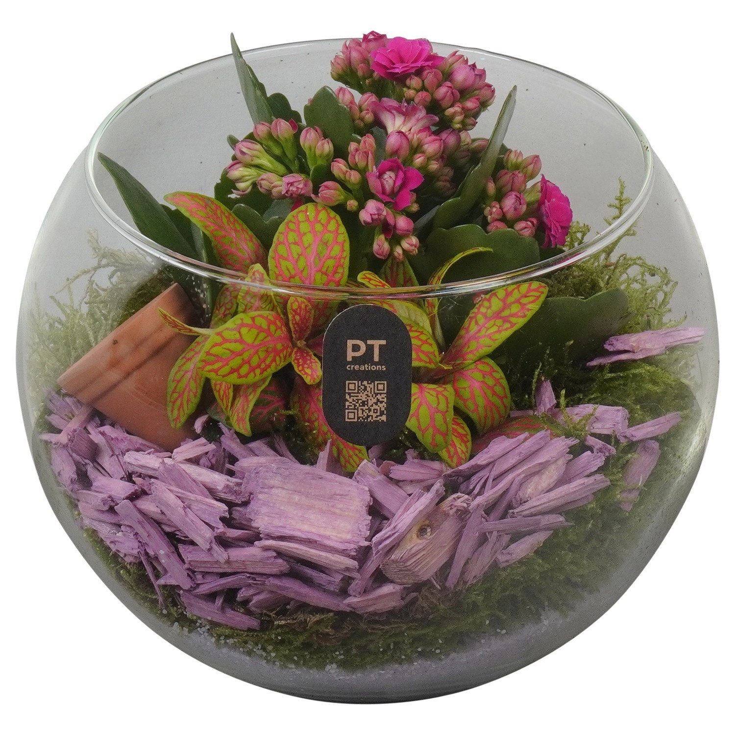 PTIG2613 Arrangement Indoor in glazen vissenkom, D 16