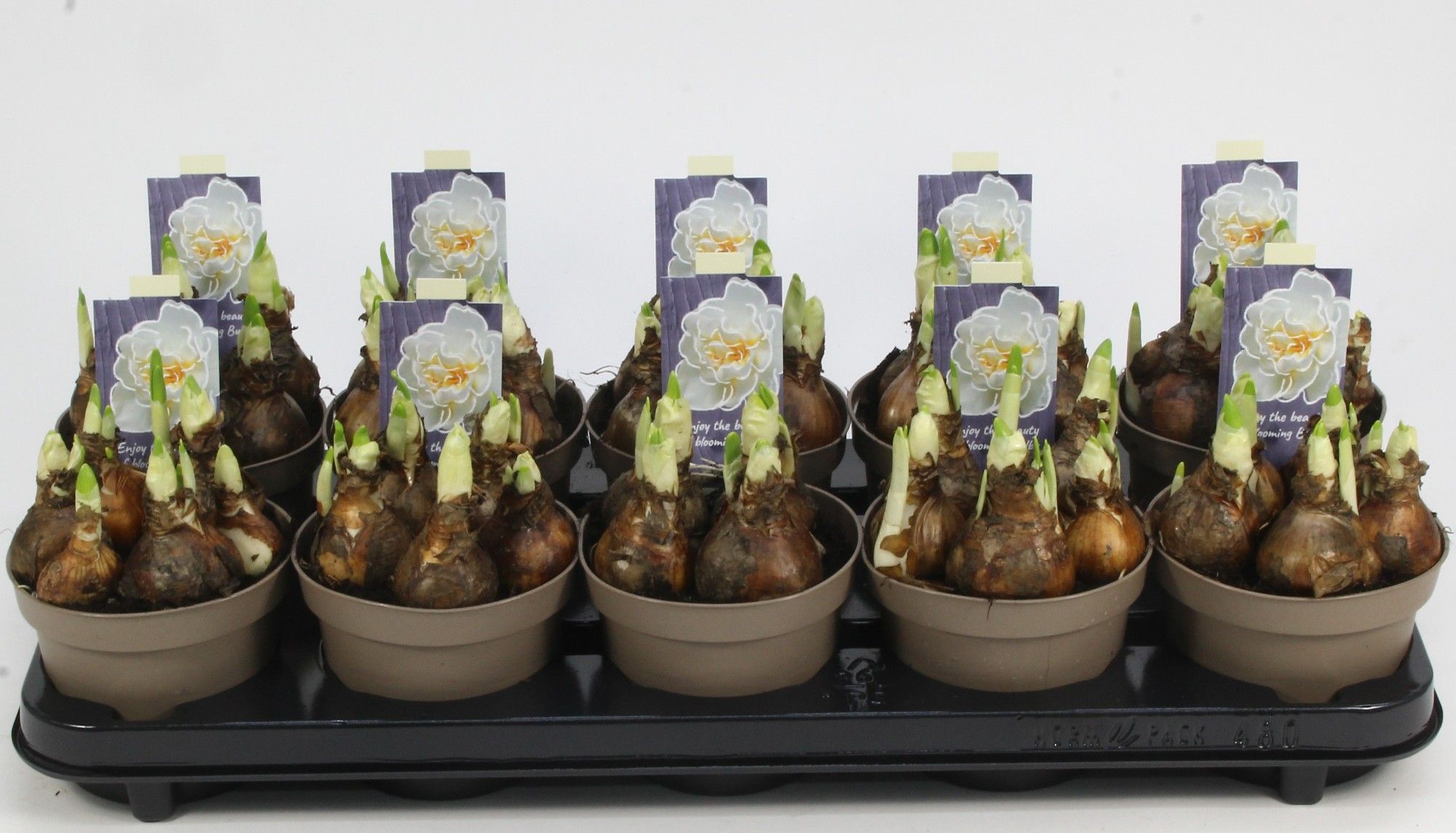 NARCIS BRIDAL CROWN 12, D 12