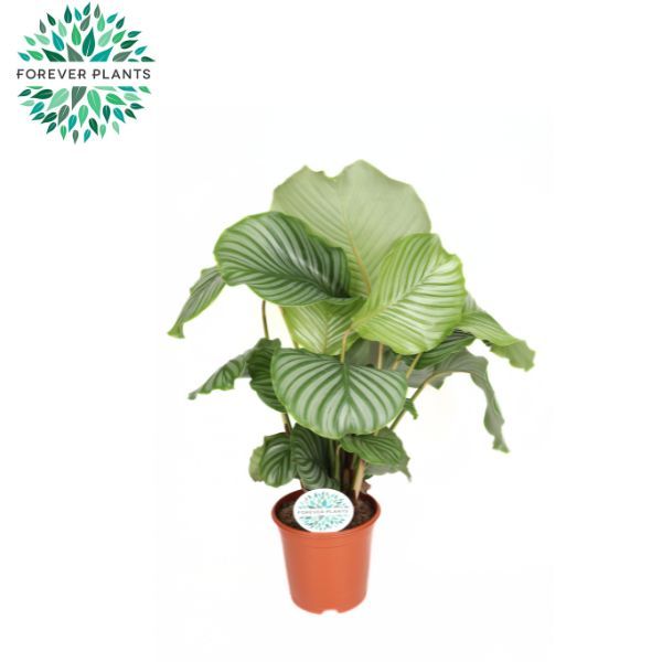 Calathea Orbifolia p21, D 21