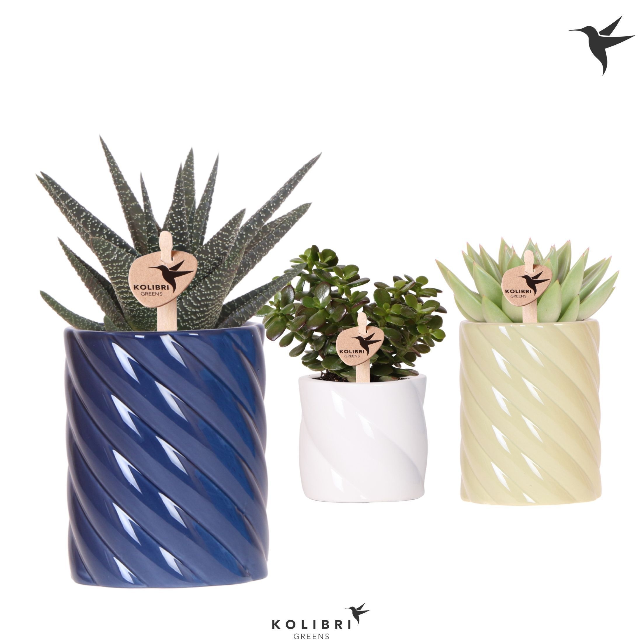 Kolibri Greens Succulenten mix in Candy pot blue mix, D 9