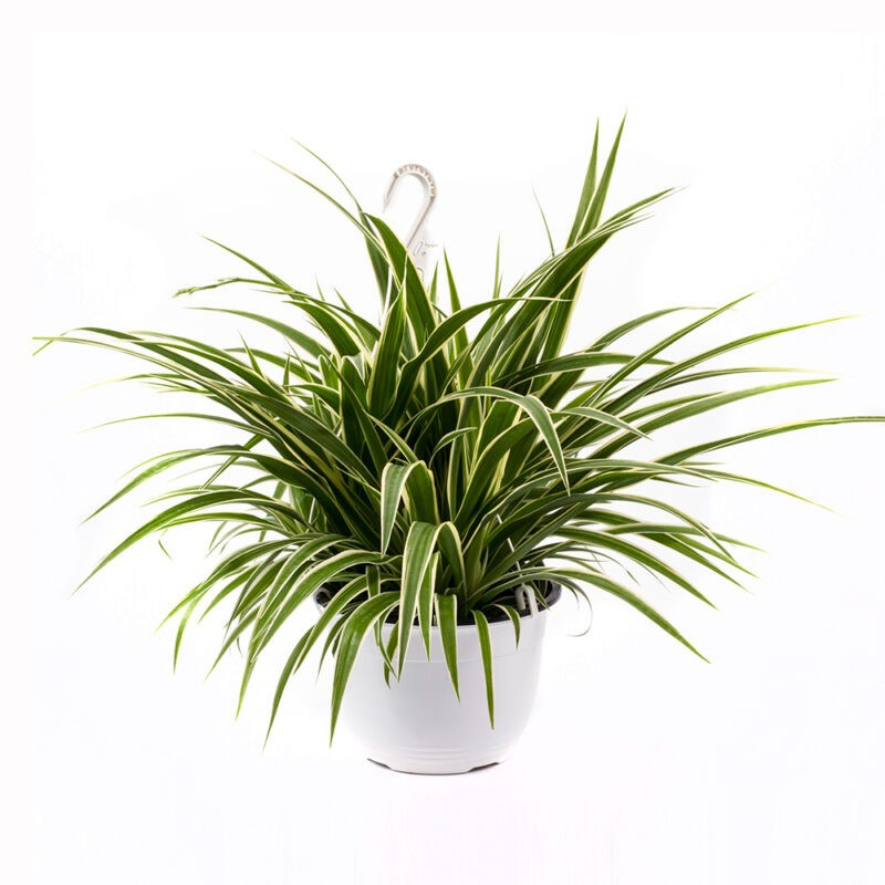 CHLOROPHYTUM COMOSUM 'VARIEGATA', D 21