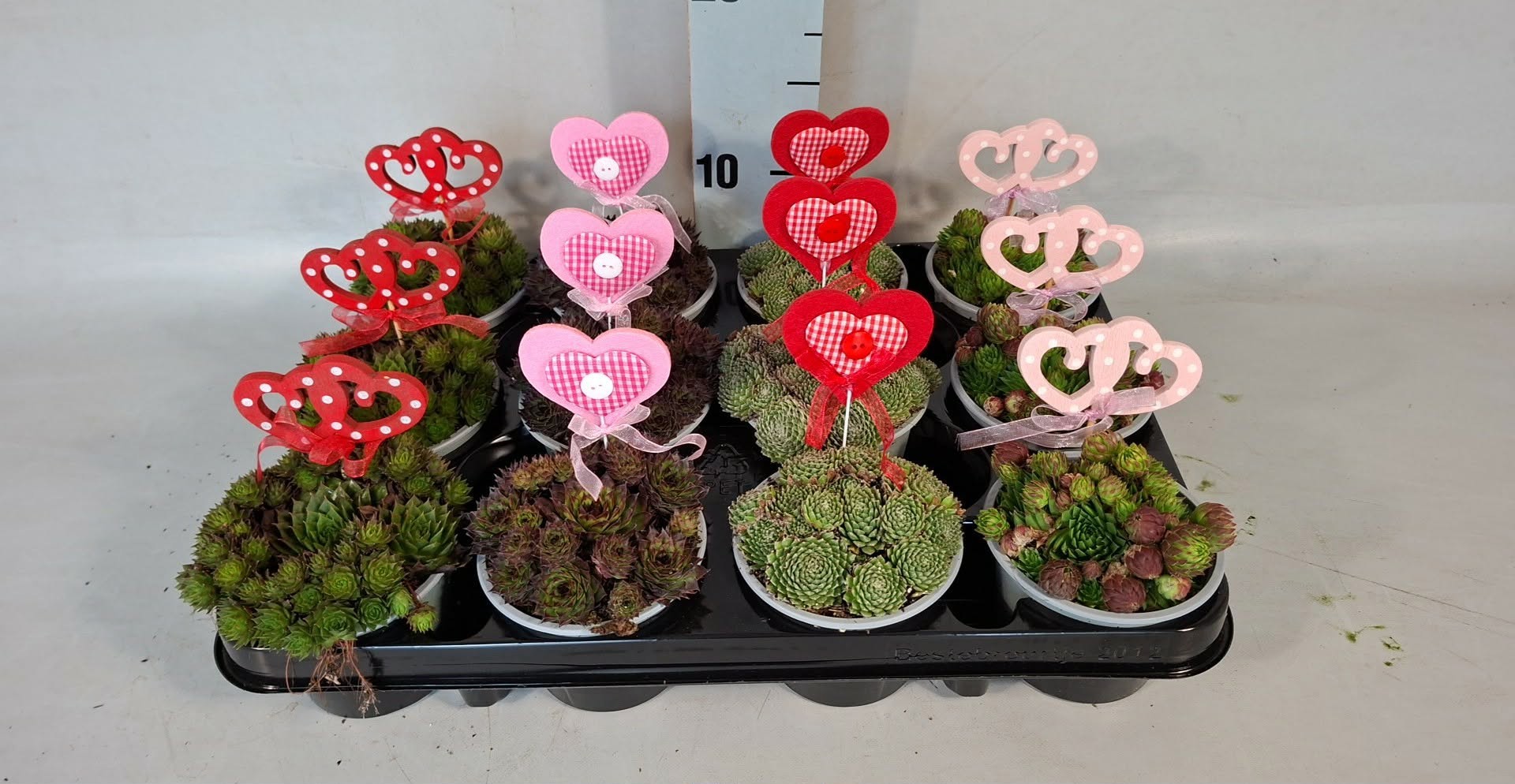 Sempervivum met Hartjes, D 9