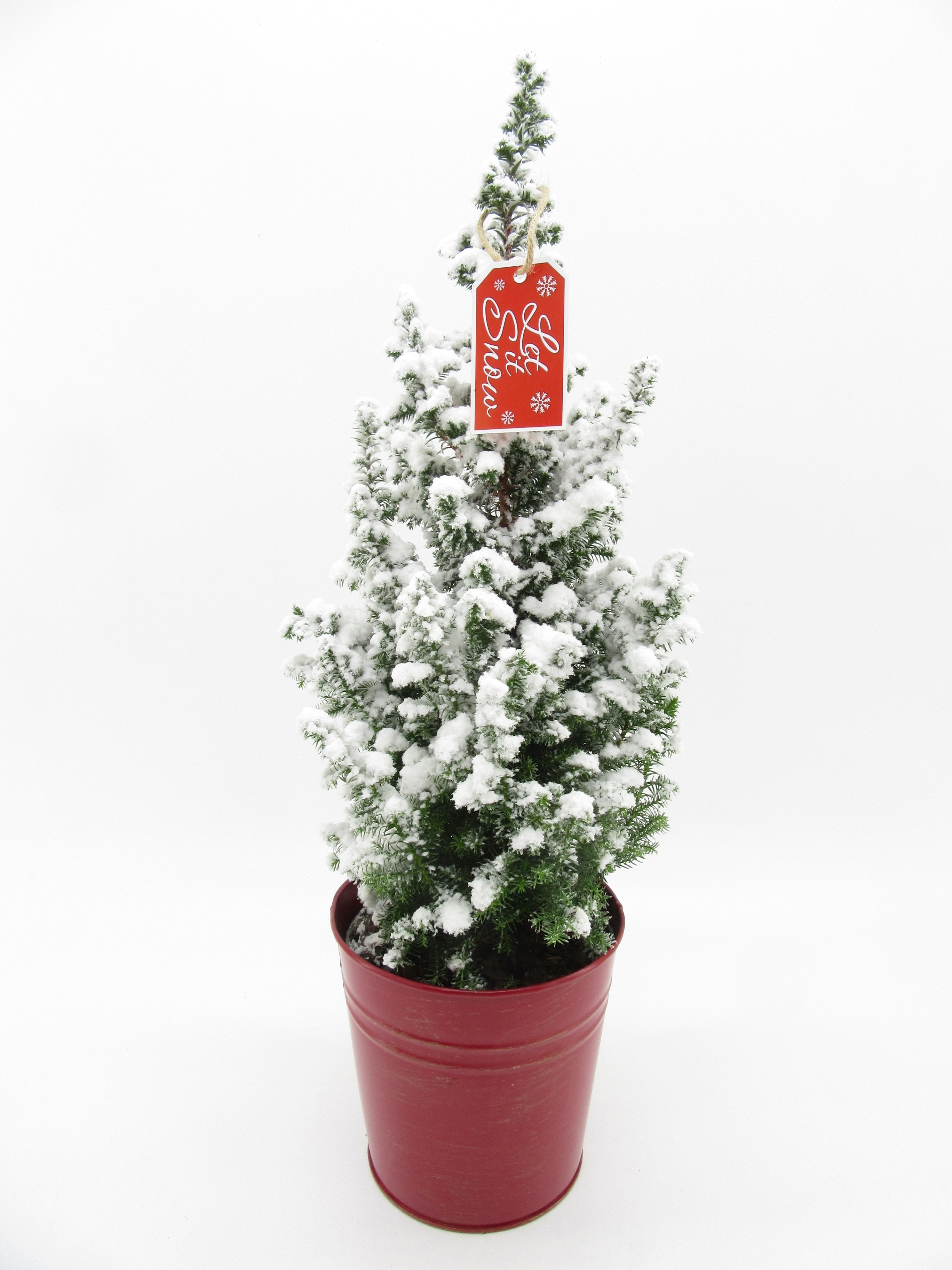 Top Point Sneeuw in rood zink rood label, D 15 cm