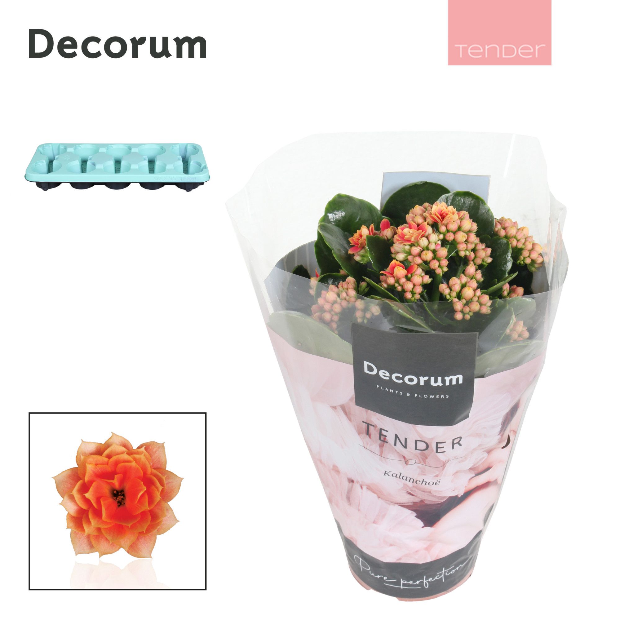Kalanchoe Decorum TENDER - Serenity Peach, D 10,5
