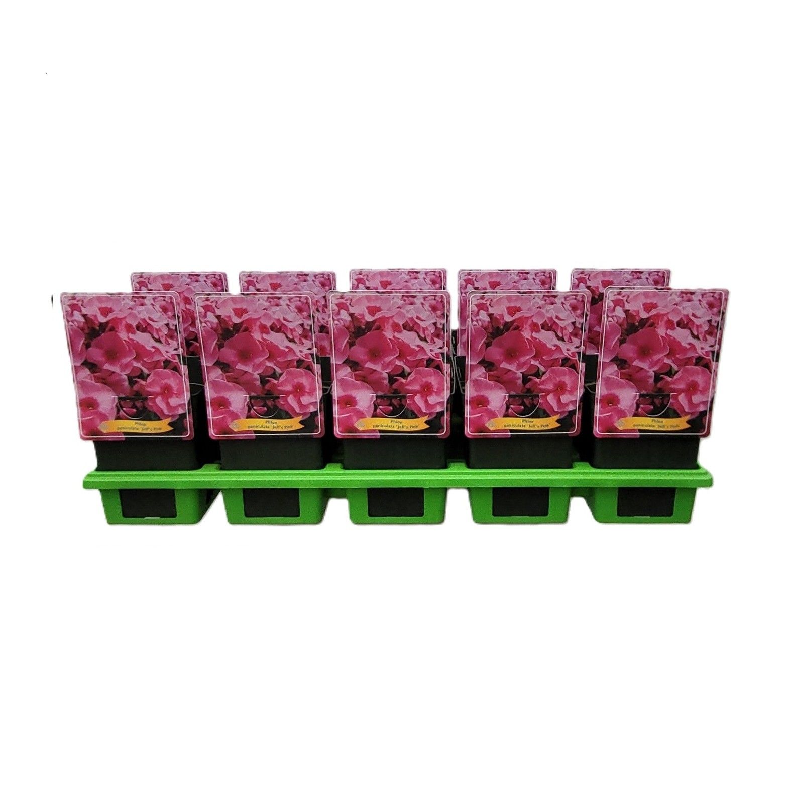 Phlox paniculata 'Jeff's Pink' P11, D 11