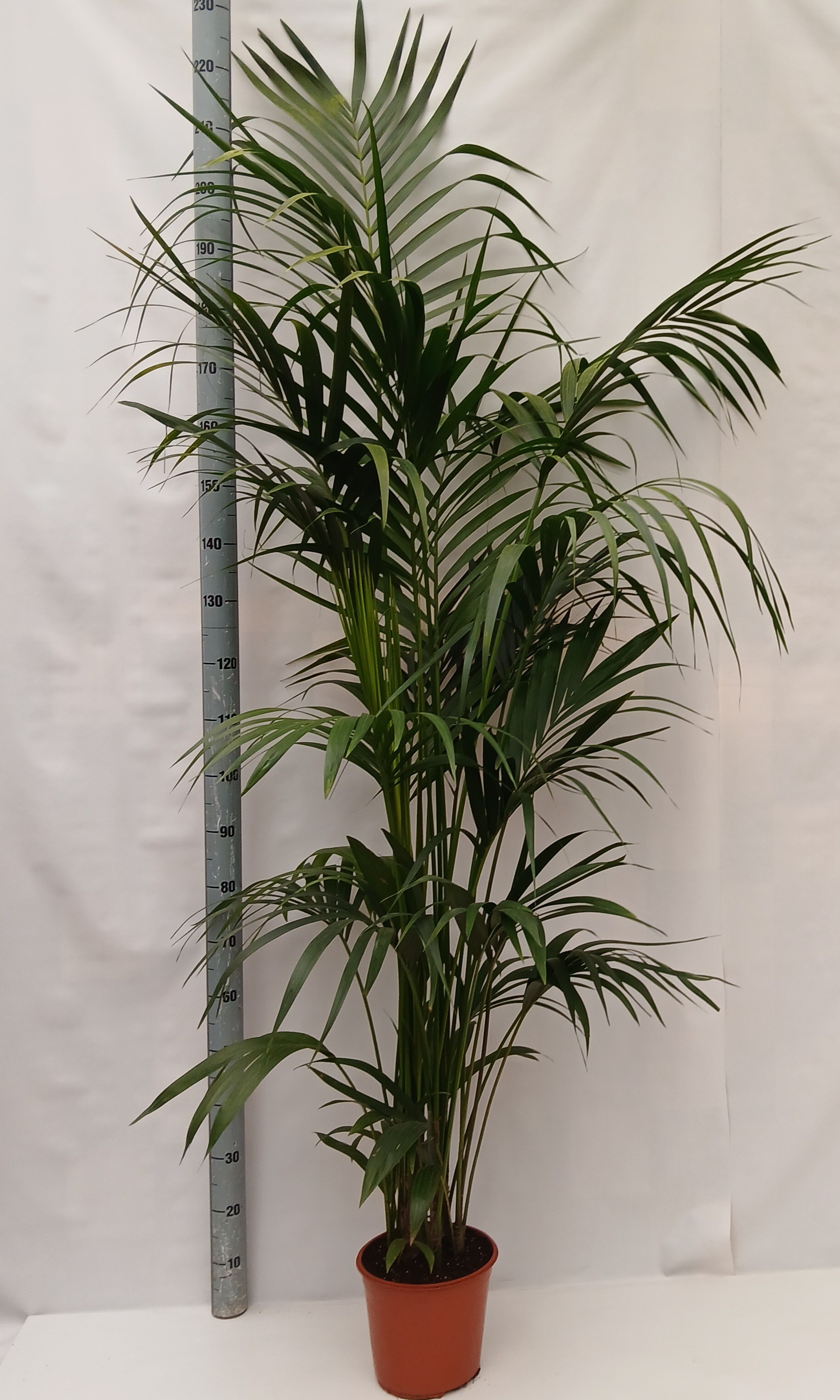 howea BUDGET LIJN, D 27