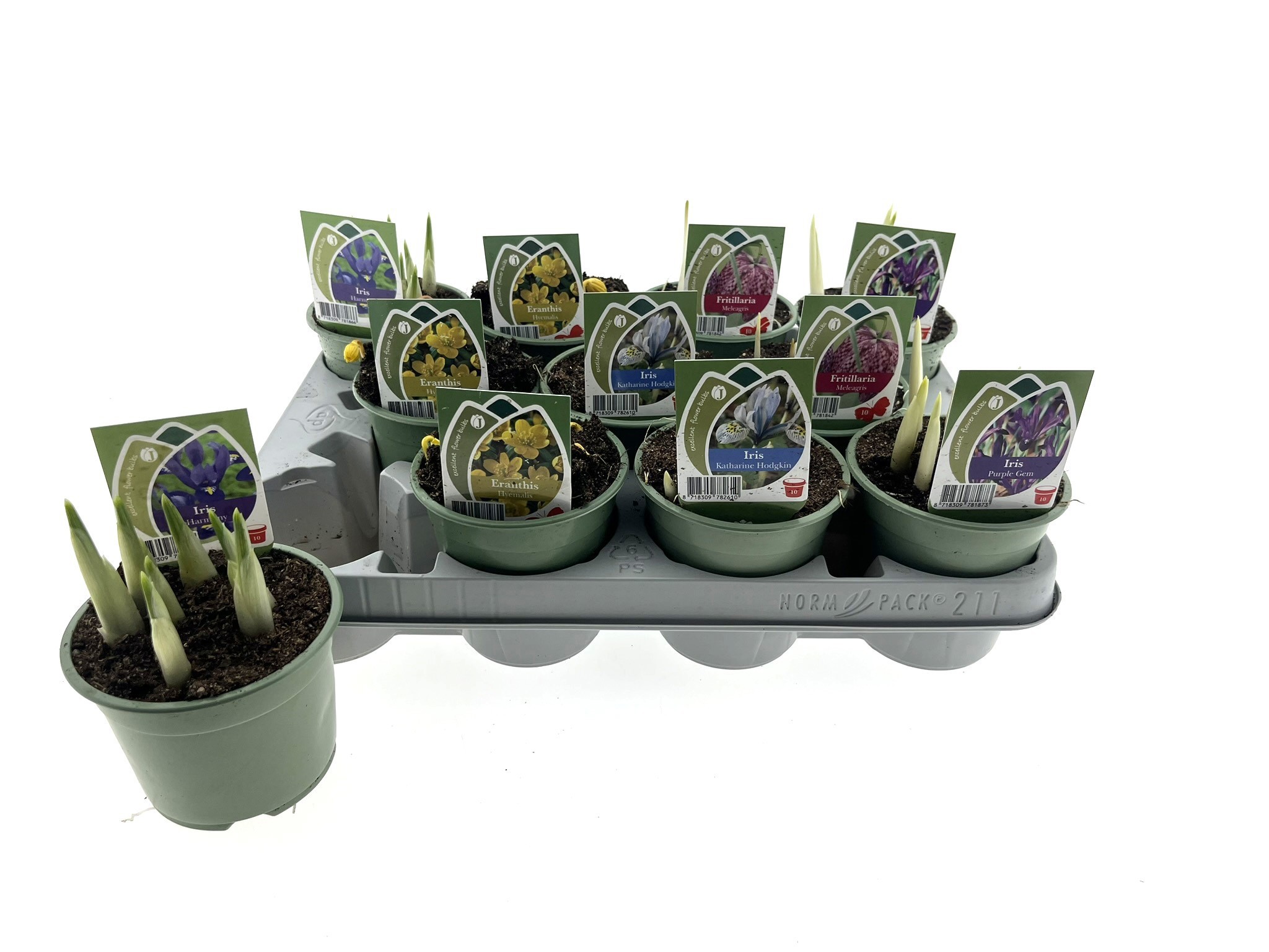 Bollenmix 10 cm, D 10