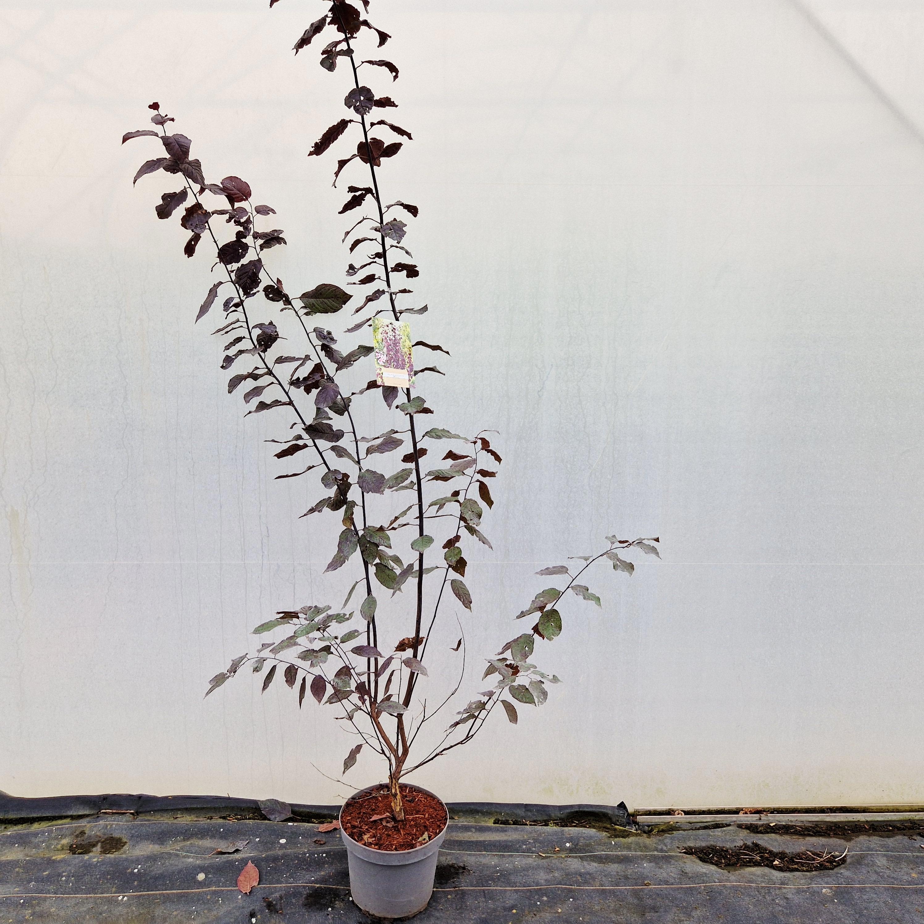 Prunus cerasifera 'Nigra', D 26