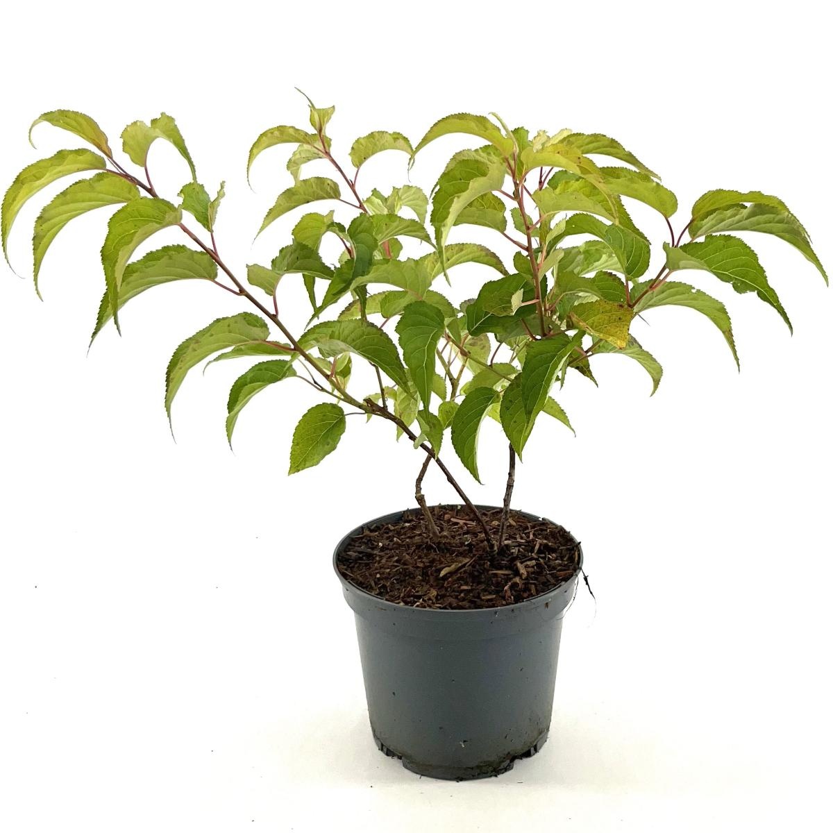 Stachyurus praecox, D 19