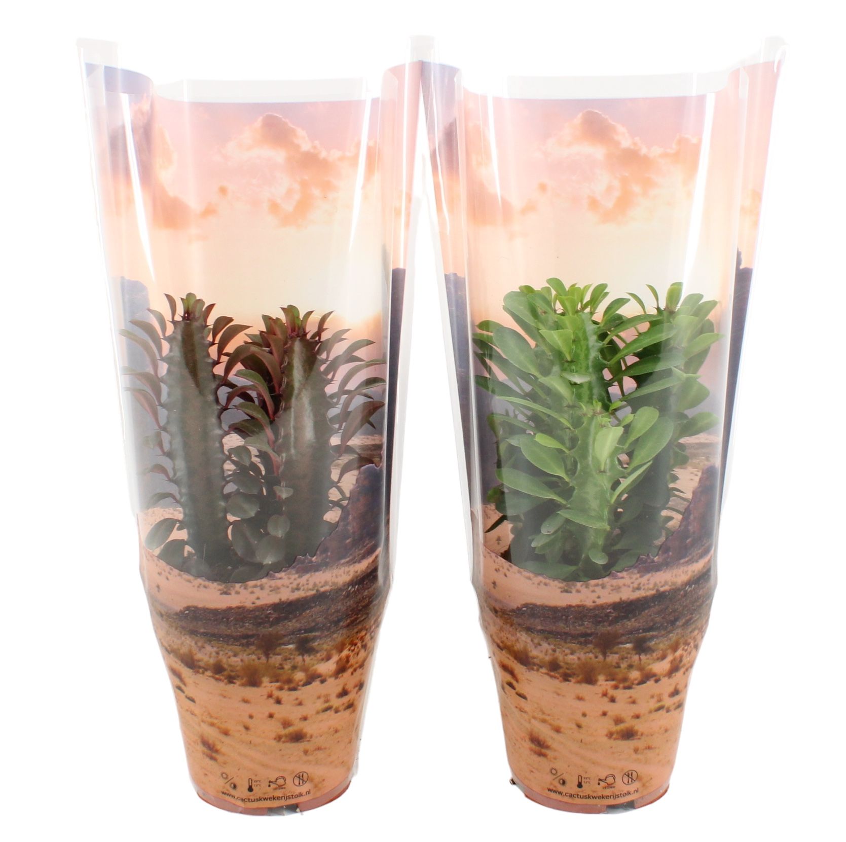 Euphorbia Trigona Gemengd (Rood/Groen) in desert sierhoes, D 12