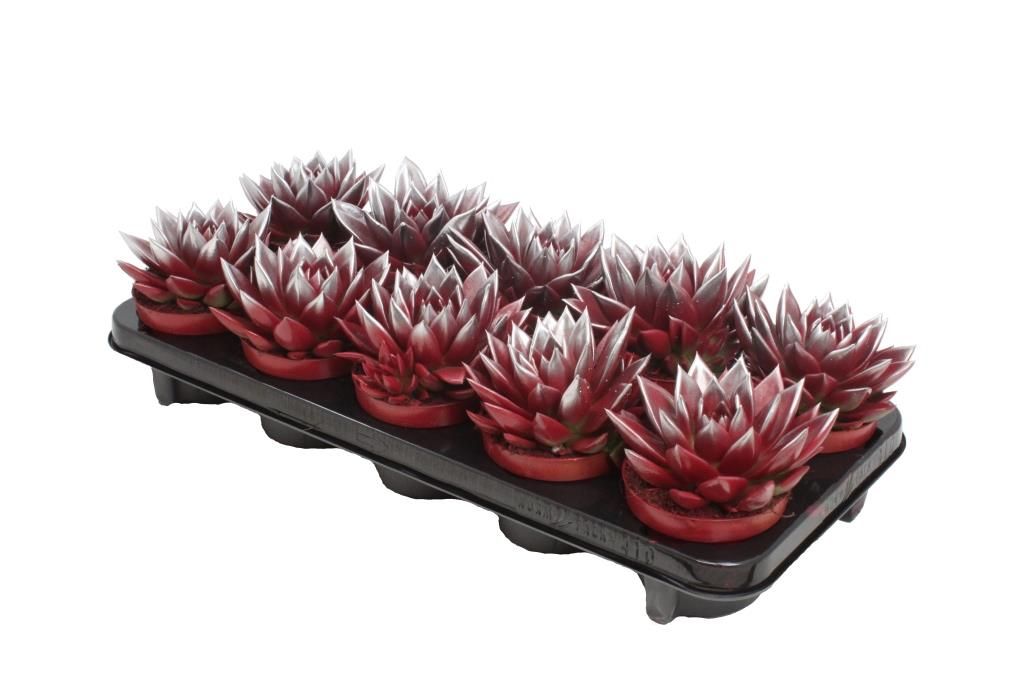 Miranda bicoloured red/silver, D 10,5