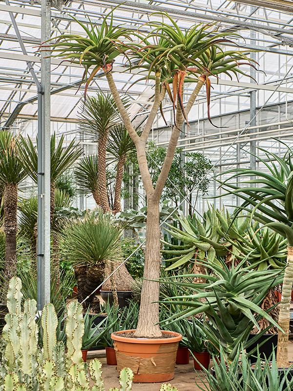 Aloe bainesii (barberae), D 80