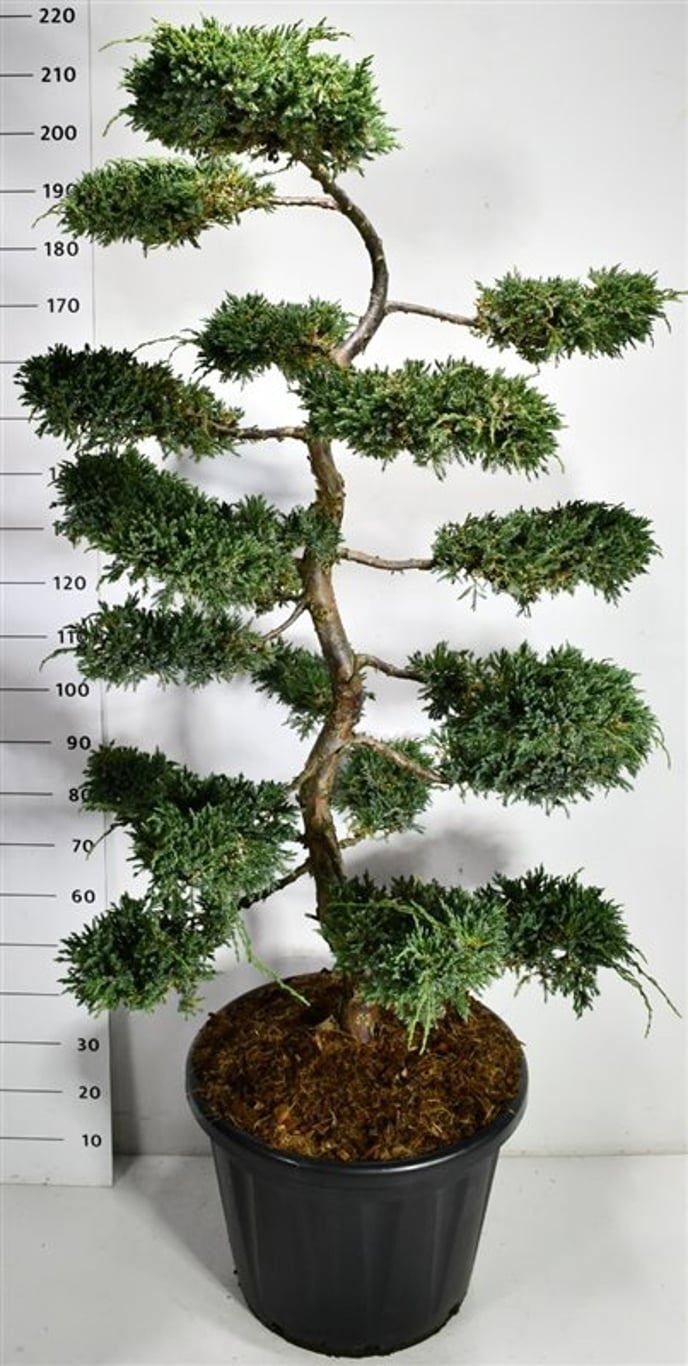 Juniperus squamata 'Blue Carpet', D 58
