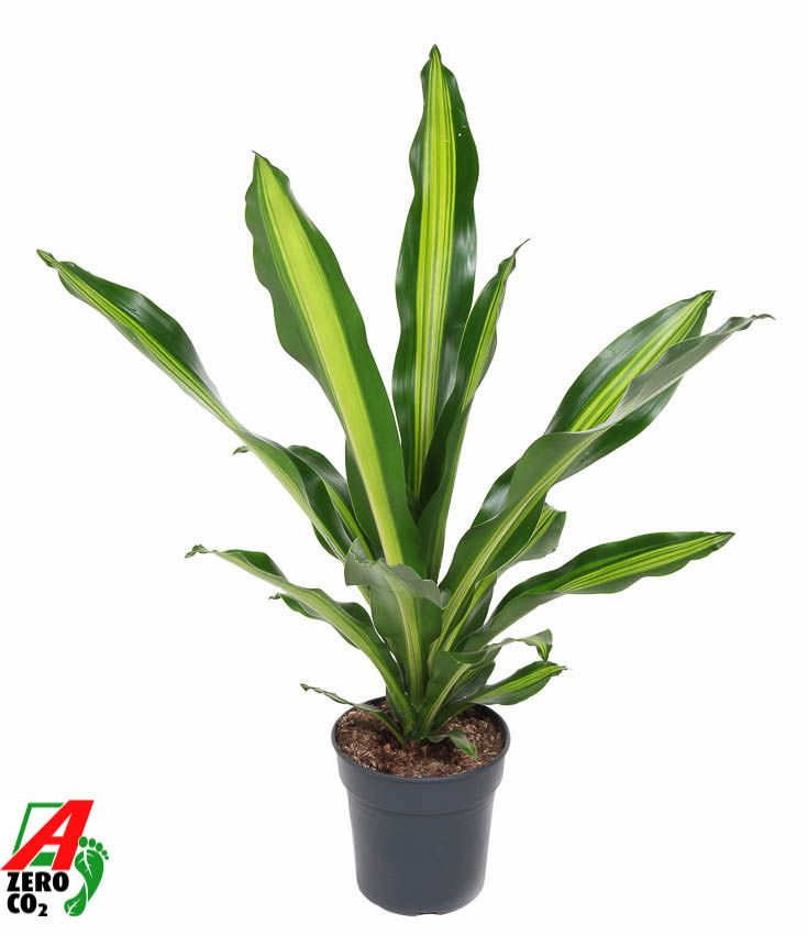 Dracaena Burley kopstek P21, D 21