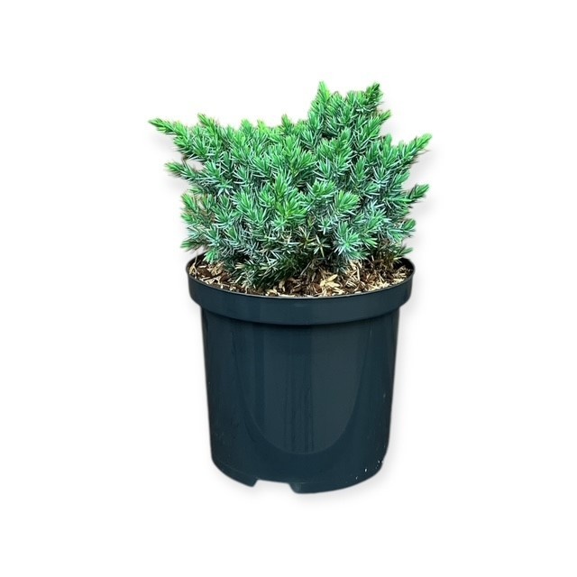 Juniperus s. 'Blue Star', D 18