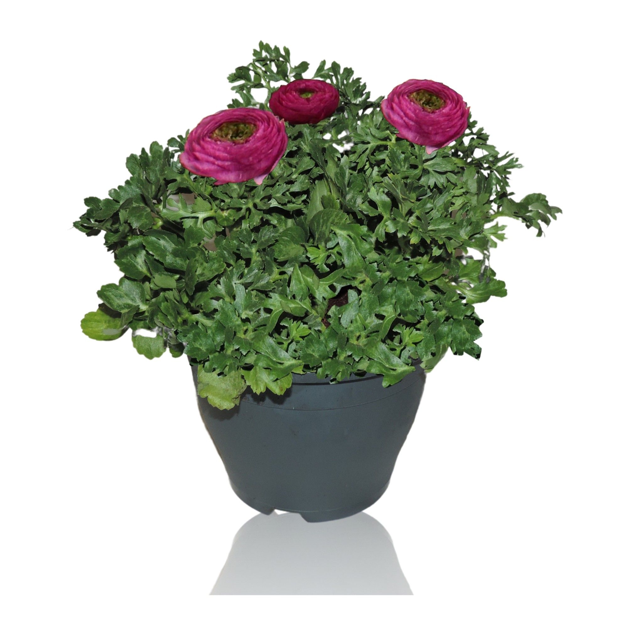 Ranunculus Sprinkles Patiopot 19 cm Paars, D 19