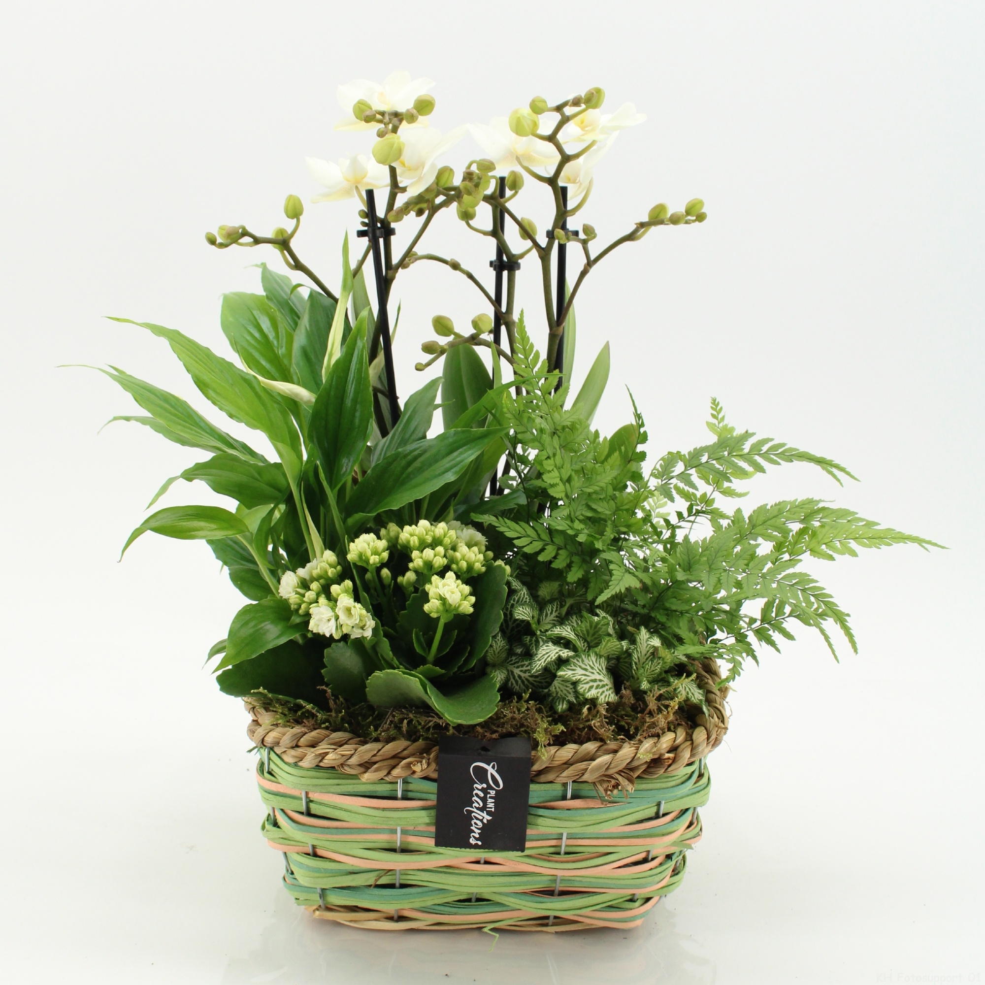 PHAL-2653W Phalaenopsis creatie, D 21