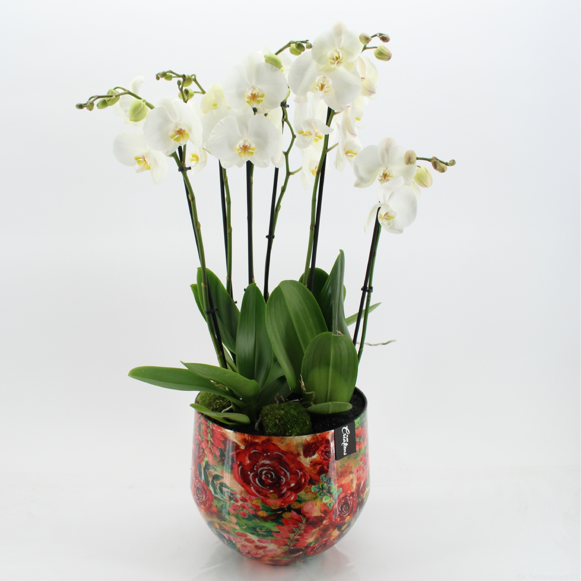 LICR-2620W Limited Edition Phalaenopsis, D 28