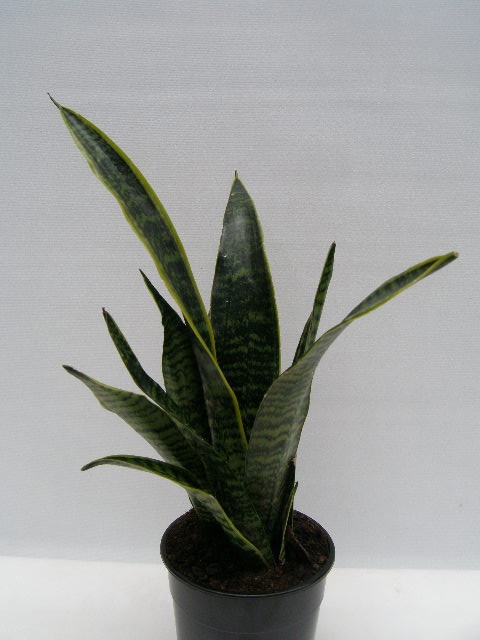 SANSEVIERIA TRIFASCIATA 'LAURENTII', D 12