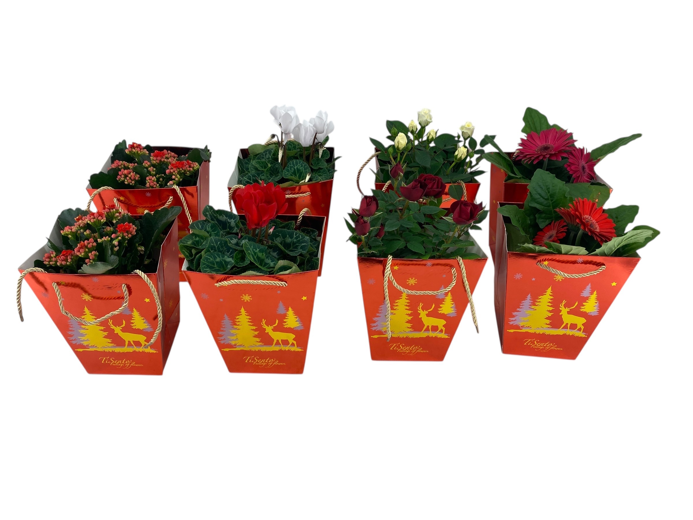 Bloeimix 12 cm - Rood met goud Rendiertasje, D 12