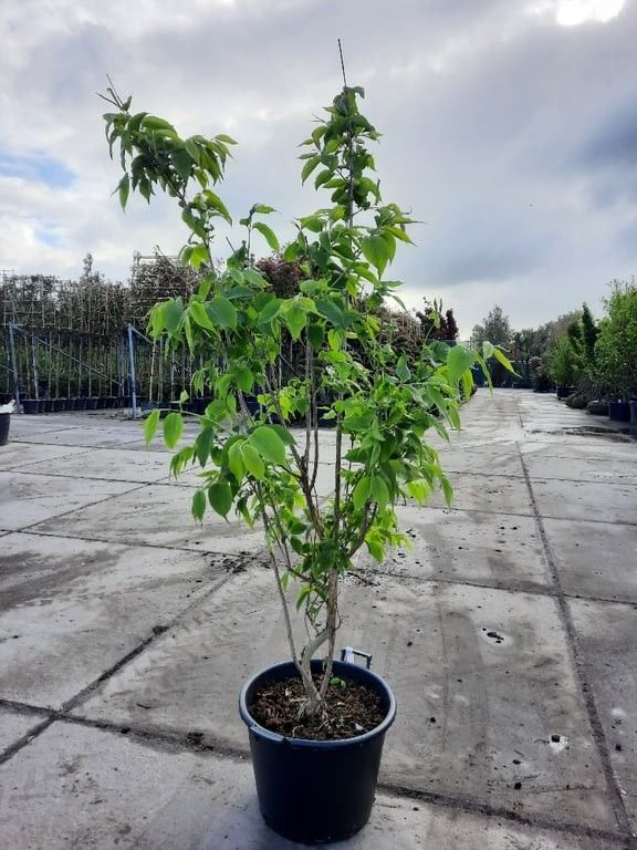 Heptacodium Miconioides, D 50