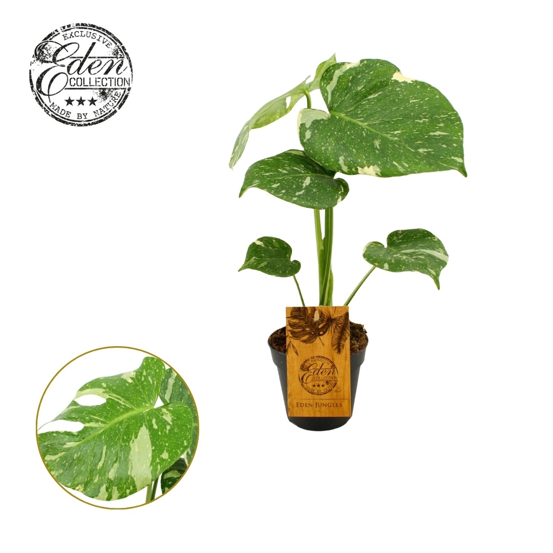 Monstera Thai Constellation 12cm, D 12