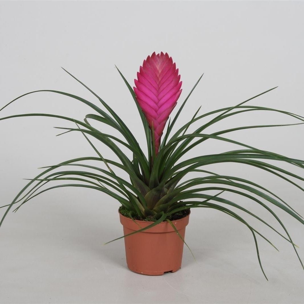 Tillandsia cyanea, D 9