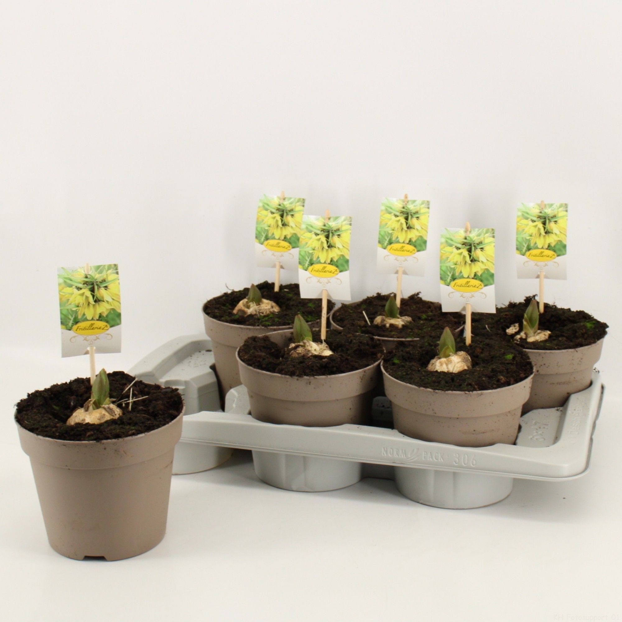 Fritillaria Yellow, D 17