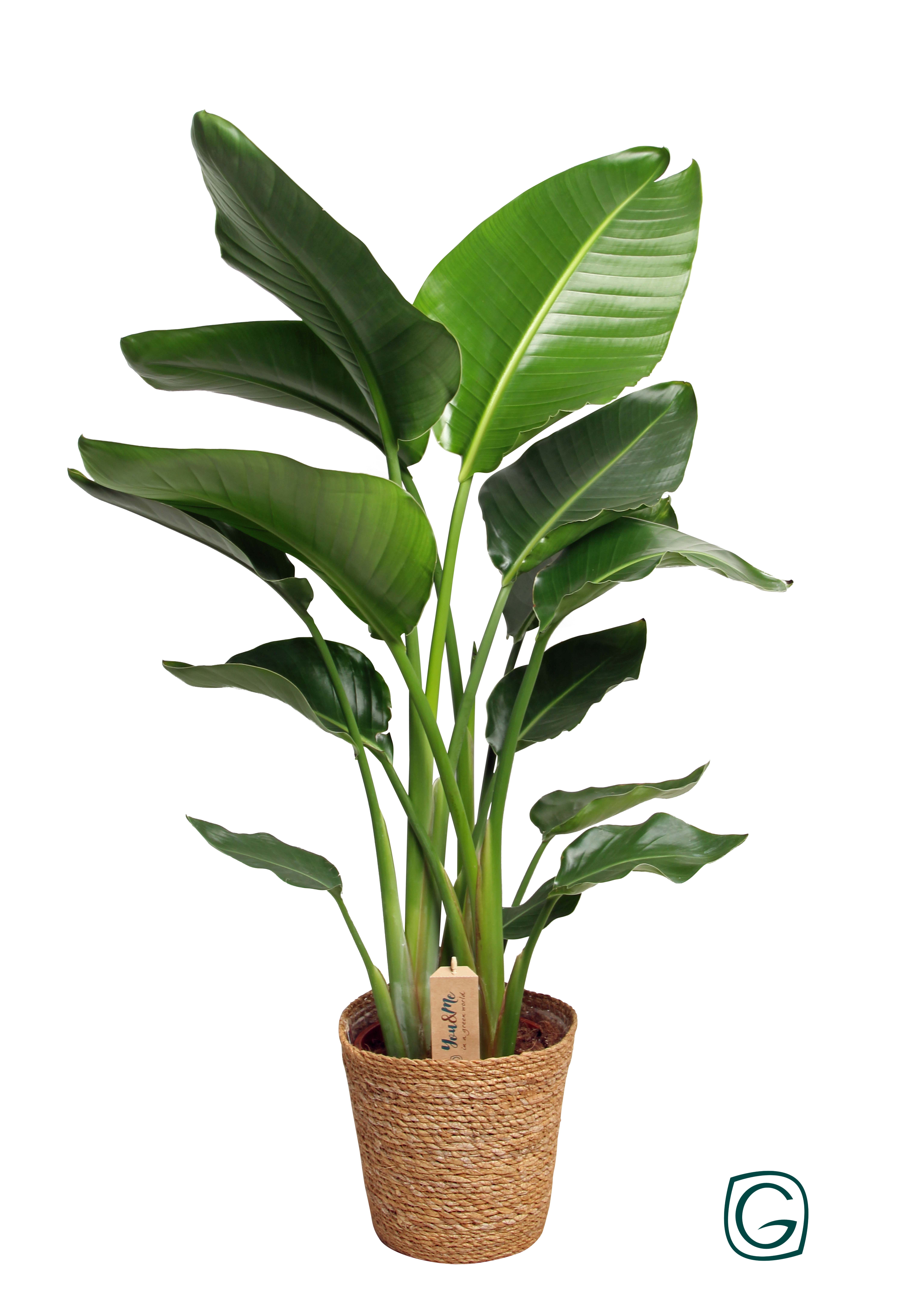 Strelitzia in natural basket, D 21