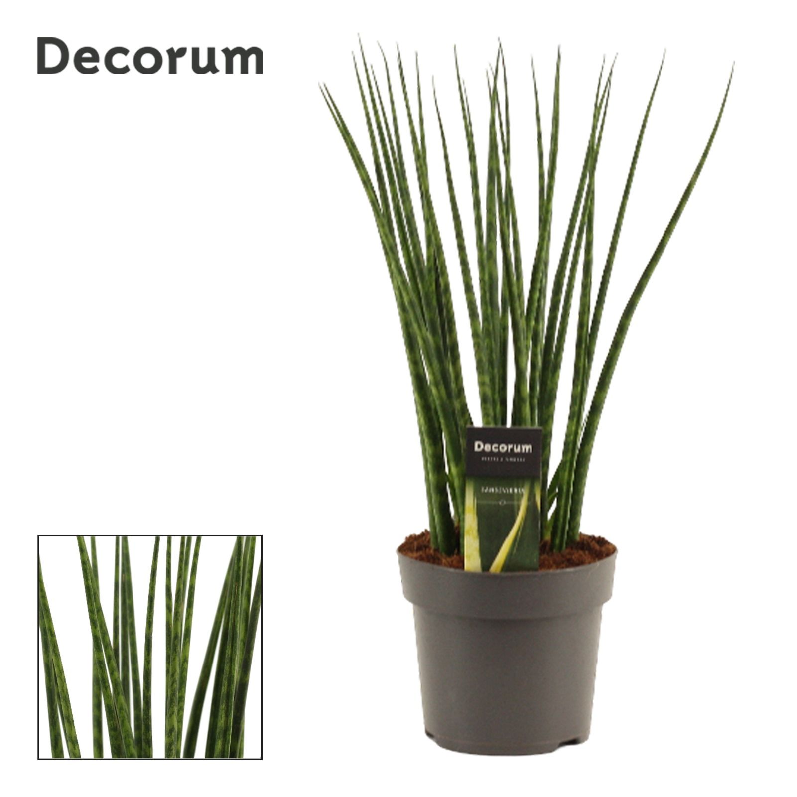 Sansevieria Fernwood 14 cm (Decorum), D 14