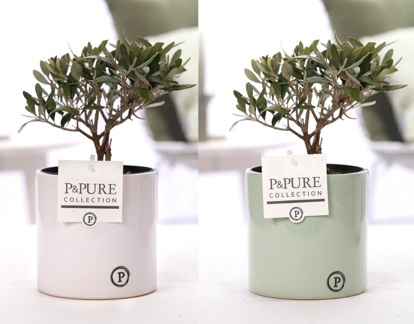 Olea Europaea in P&PURE Essential ceramics ass. 2, D 12