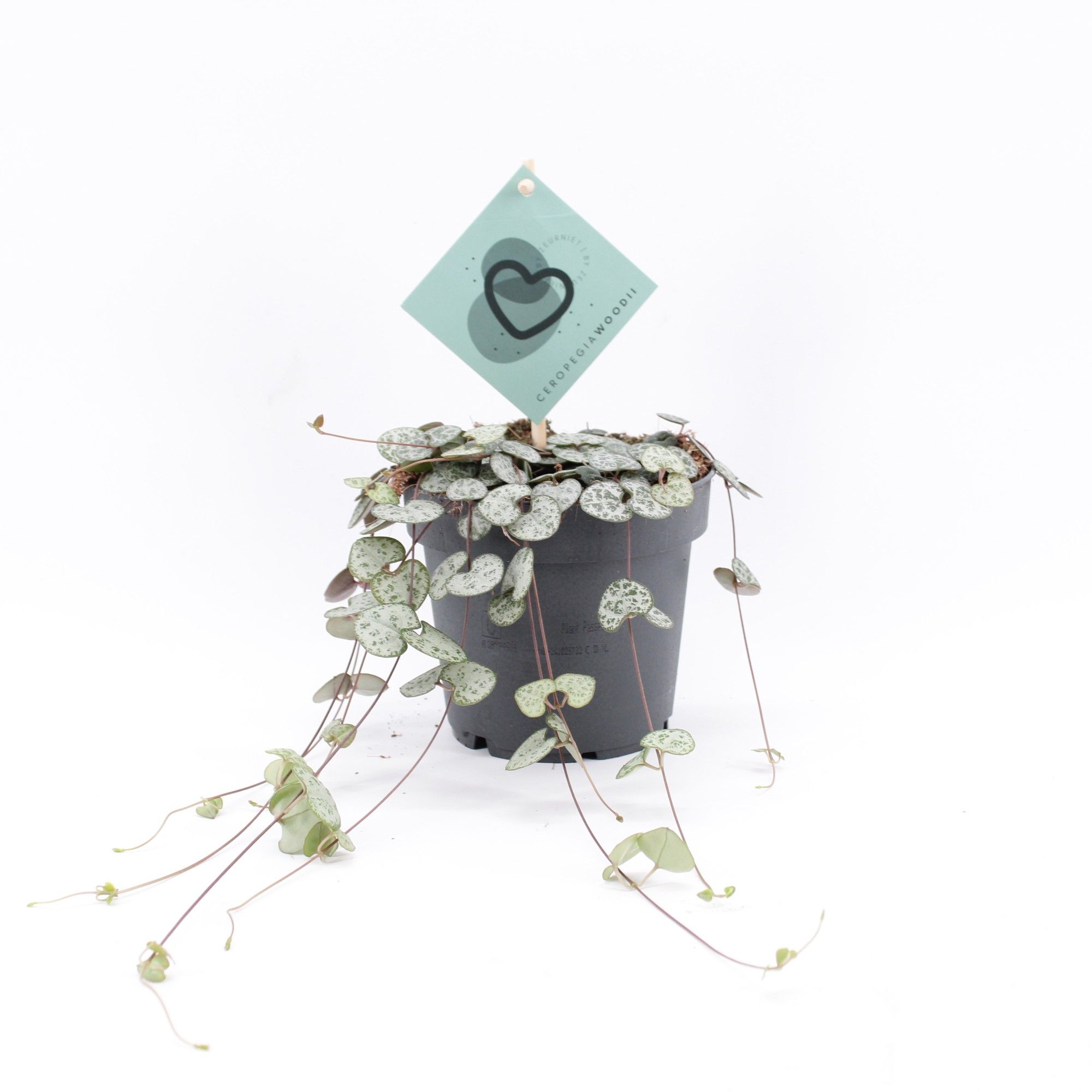 Ceropegia Woodii, D 12