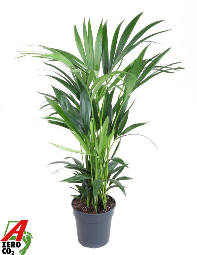 Howea Forsteriana(kentia) P21-100, D 21