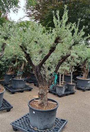 Olea Europaea Op Stam Vertakt P85 H280 Nr6, D 85