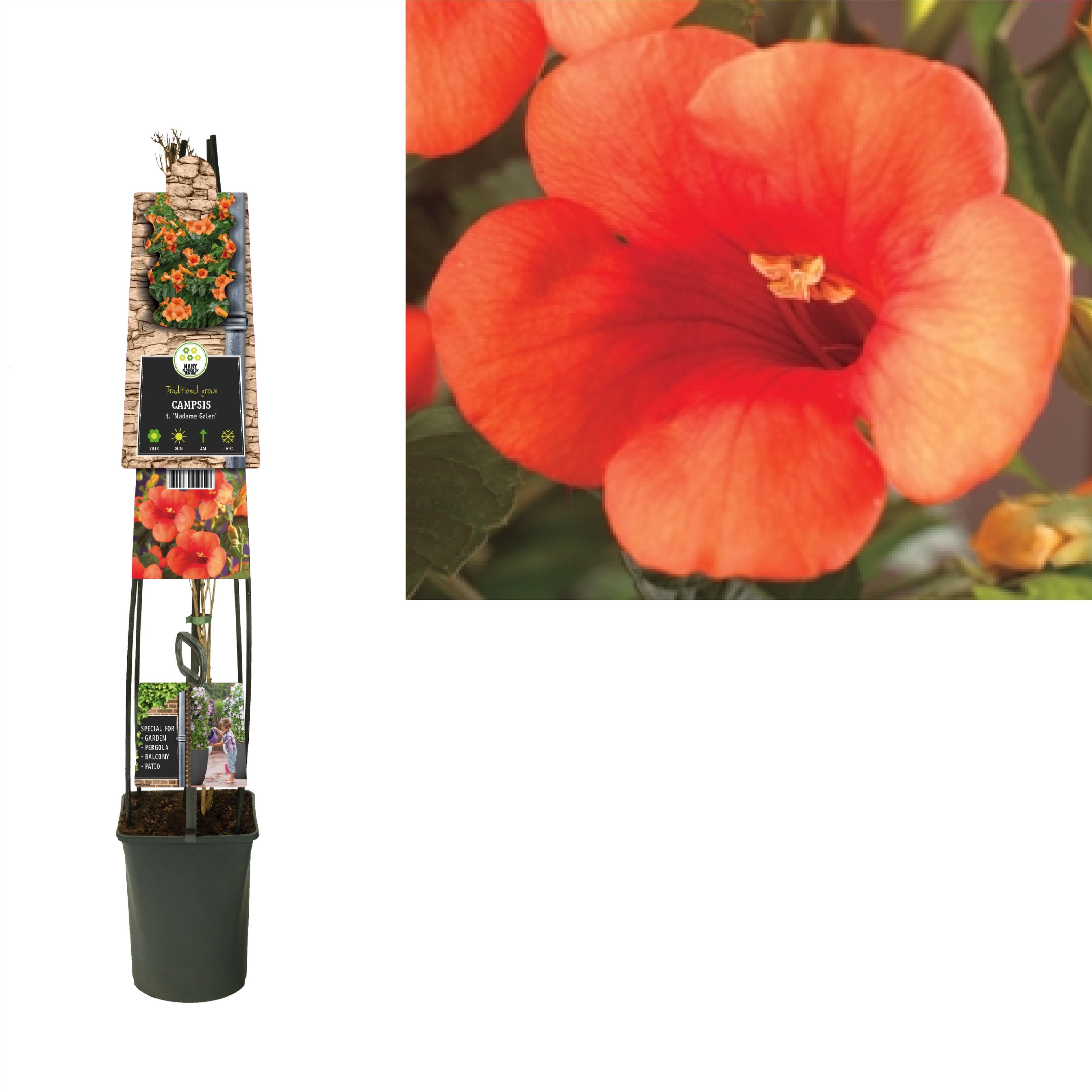 Campsis t. 'Madame Galen' +3.0 label, D 23