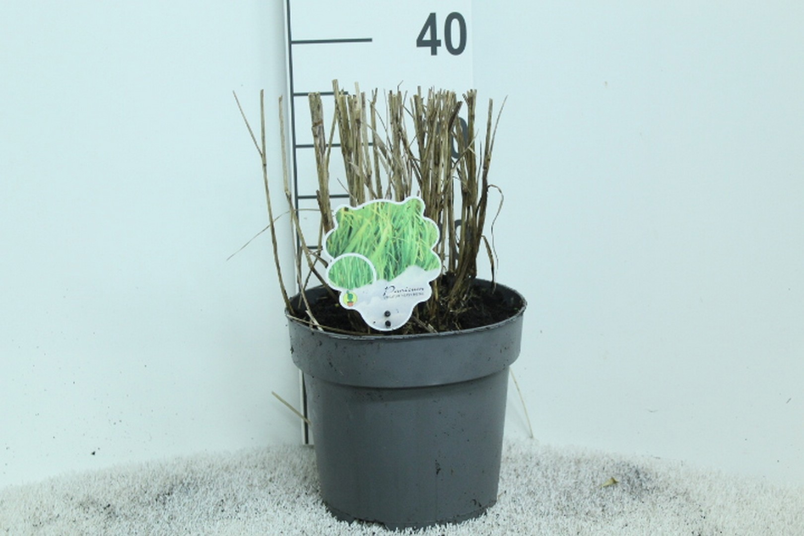 Panicum virgatum 'Heavy Metal' P23, D 23