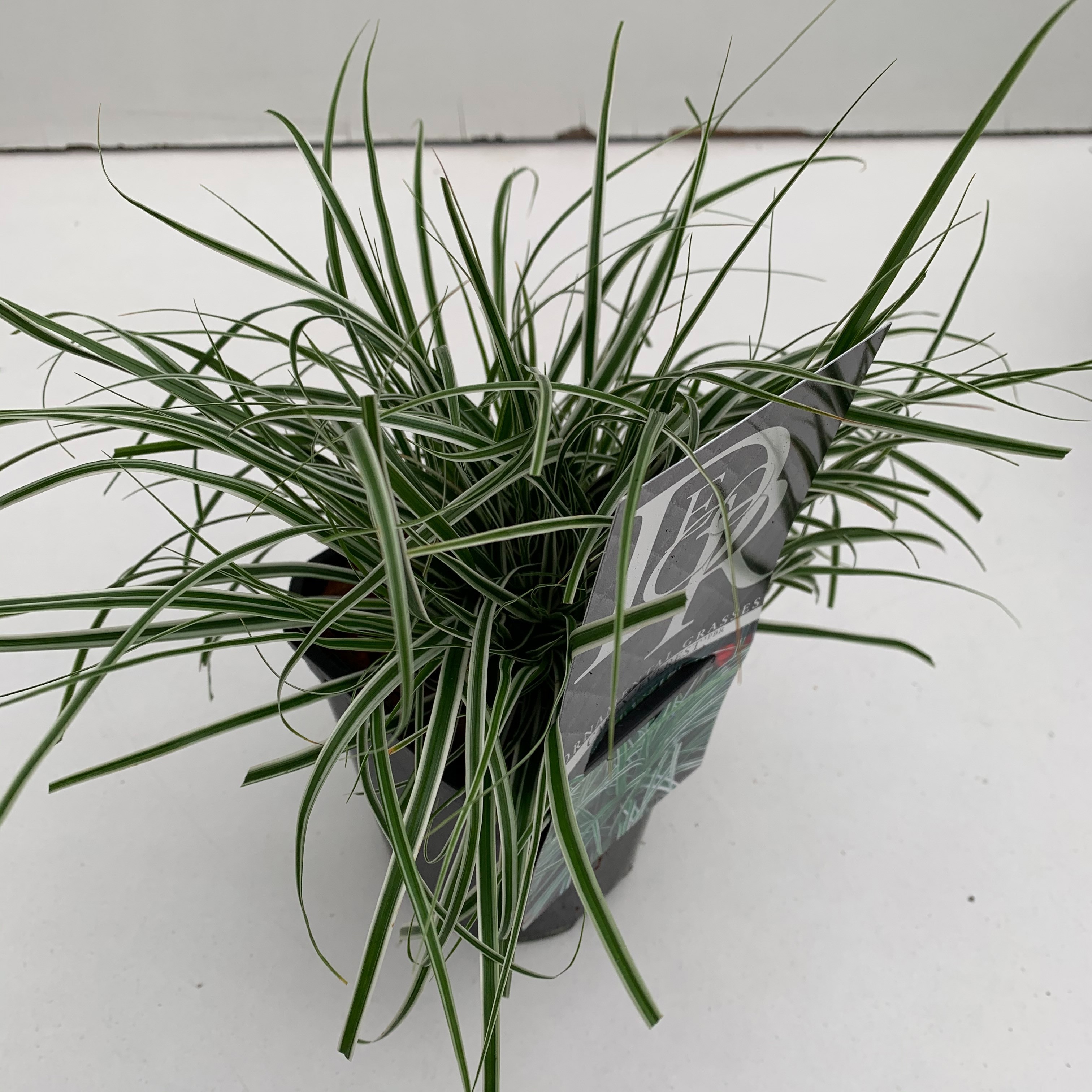 Carex 'Everest', D 13