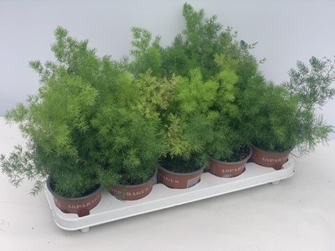 Asparagus Umbellatus, D 12