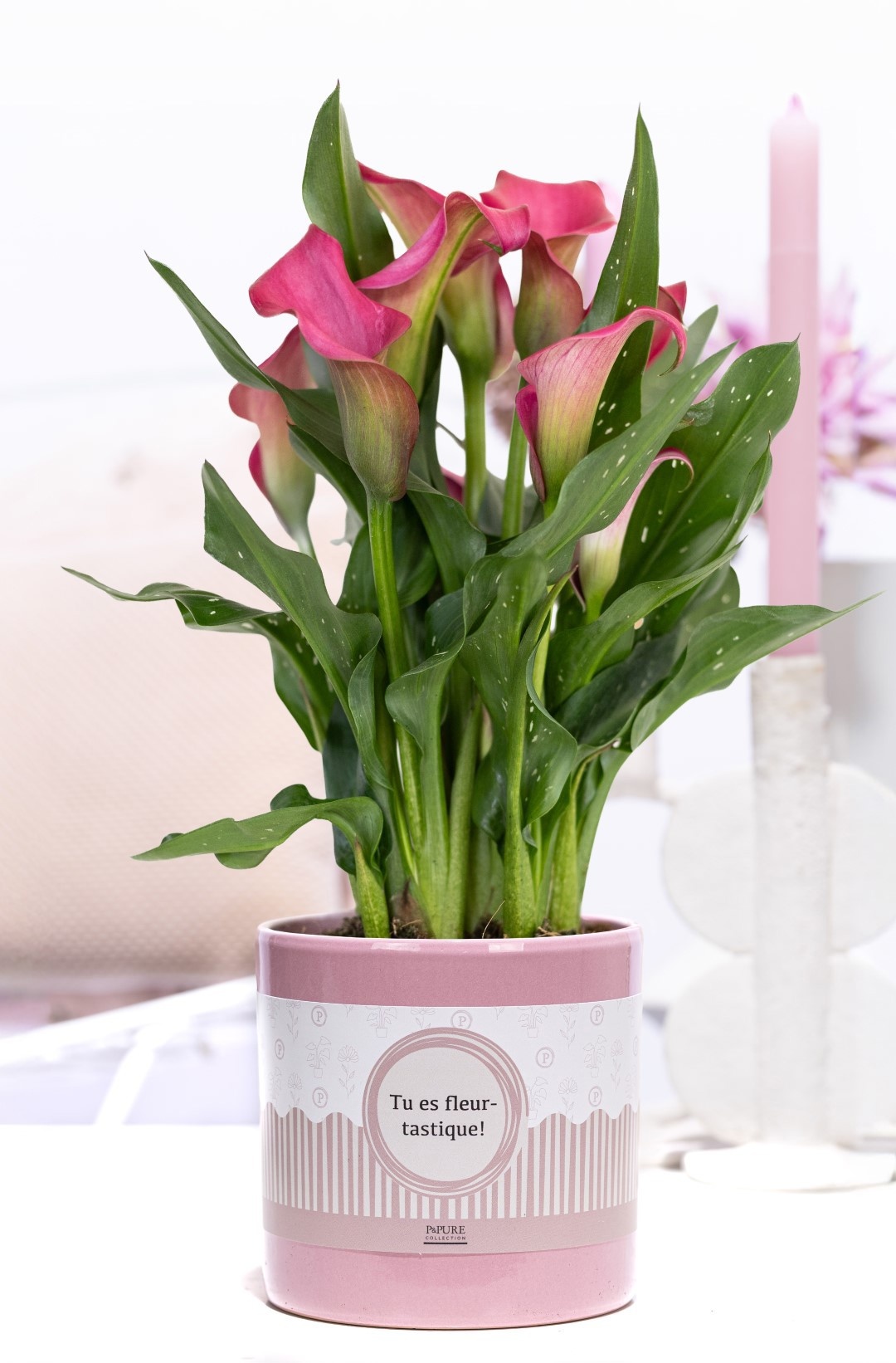 Zantedeschia pink in P&P cadeau concept: TU ES FLEURTASTIQUE!, D 12