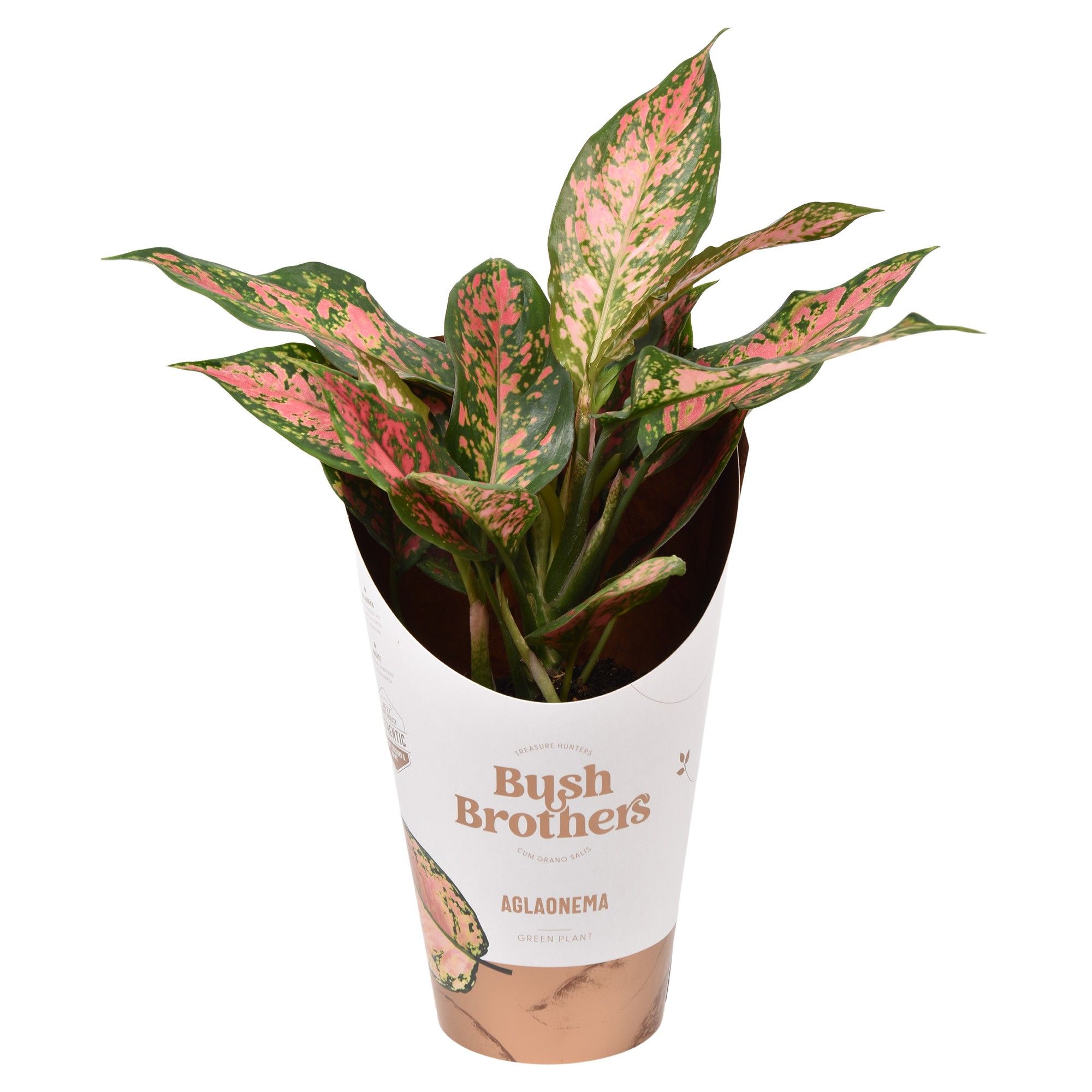 Aglaonema Point Star, D 12