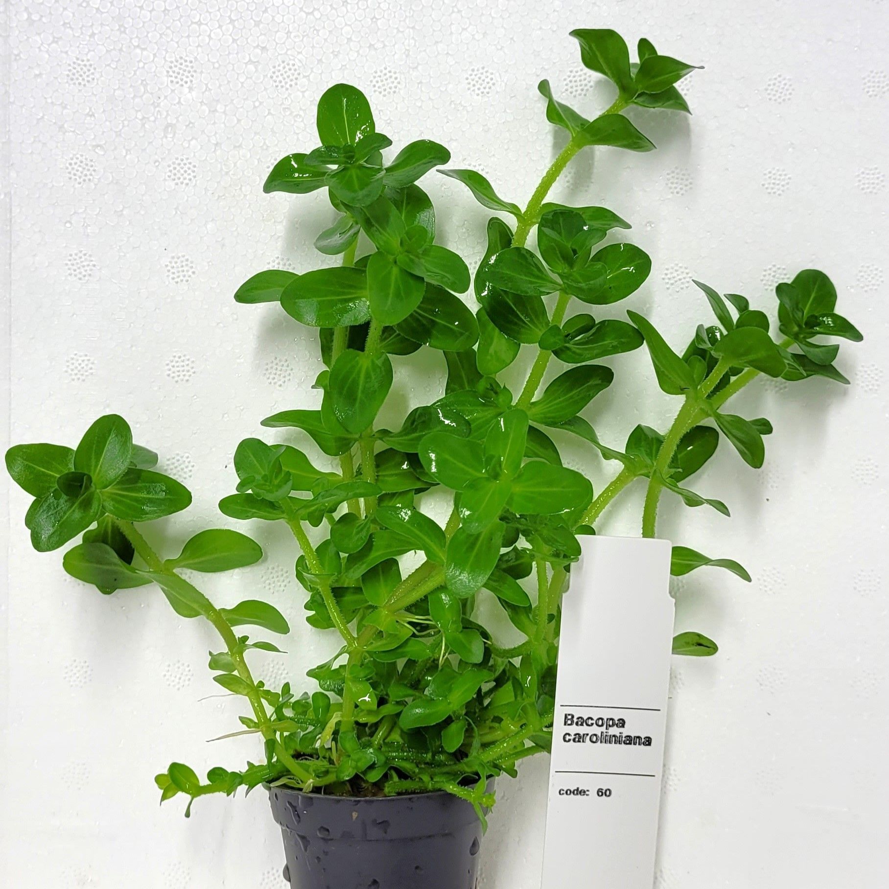 bacopa amplexicaulis, D 5