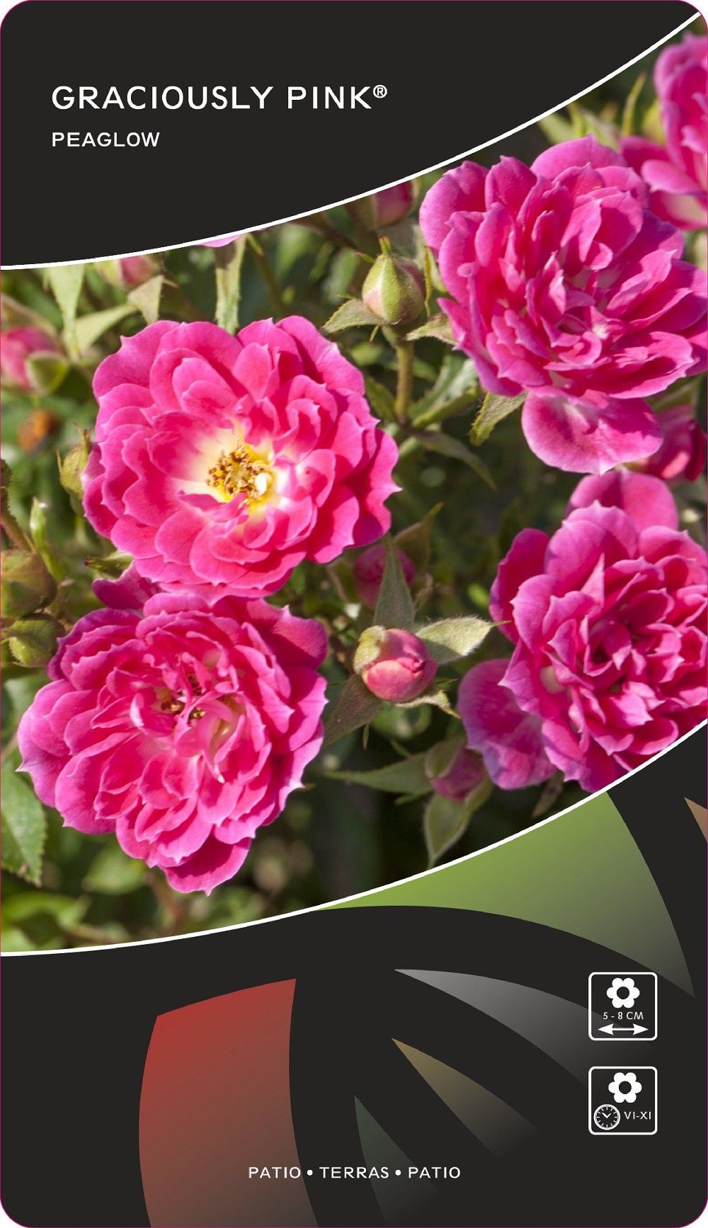 Rosa (PAT) Graciously Pink®, D 17